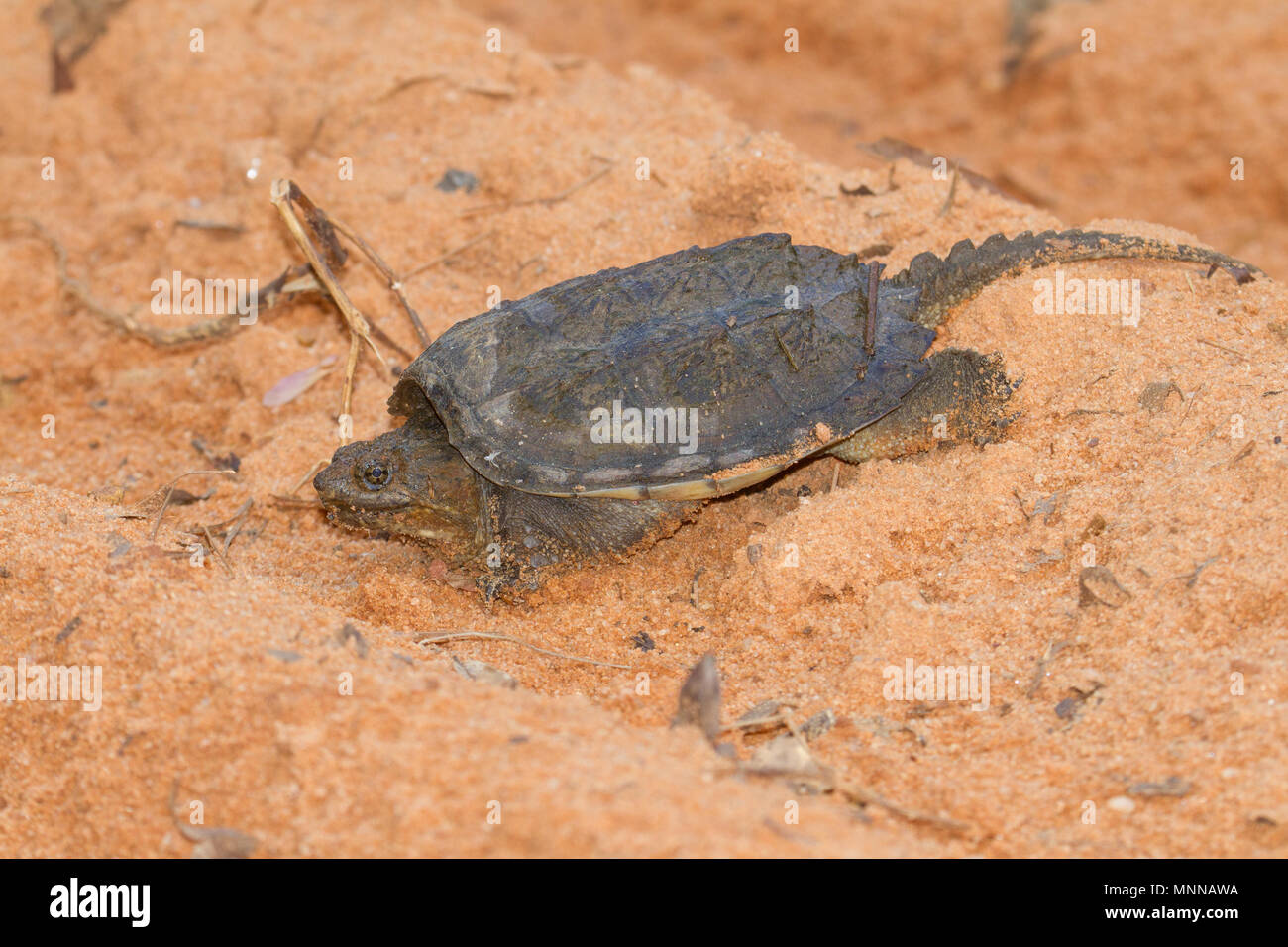 A young snapping turtle crossing a sandy road. Stock Photo