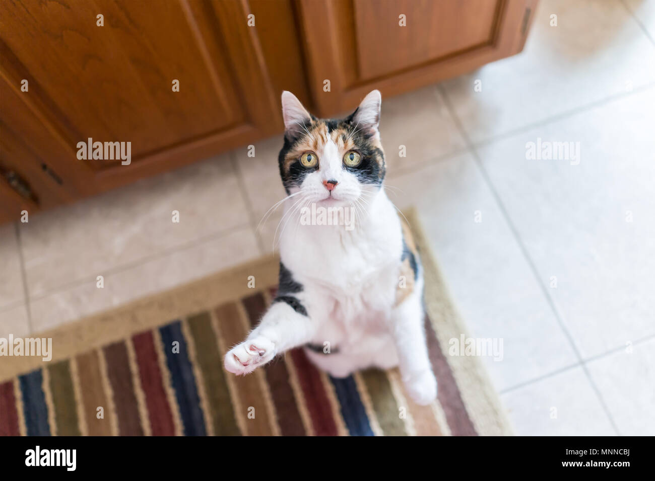 Calico cat standing up on hind legs begging for treat, one paw up, adorable cute big eyes asking for food in kitchen floor by cabinets, doing trick Stock Photo