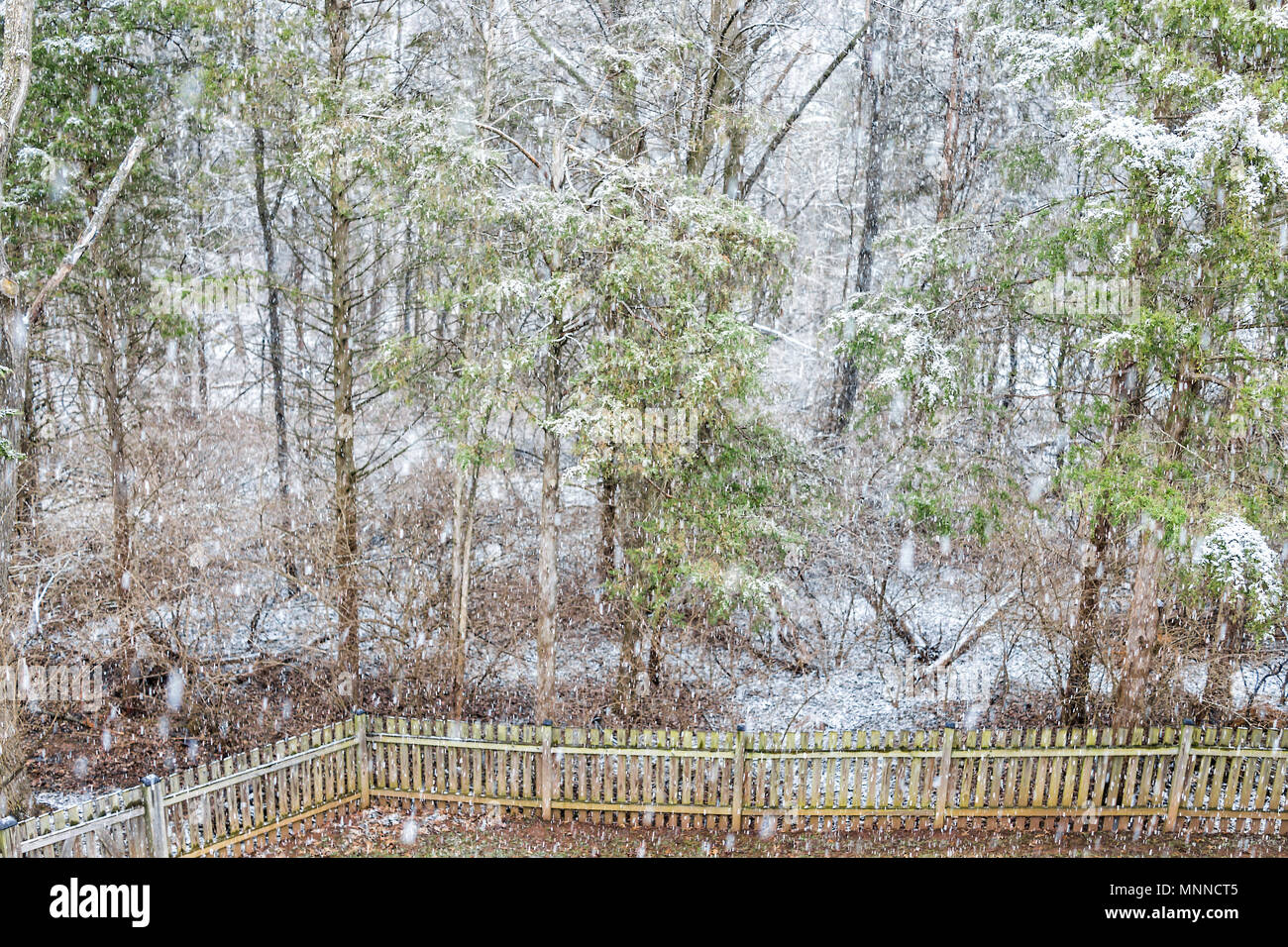 Closeup of empty wooden backyard fence of house with, trees, forest, in neighborhood with snow covered ground during blizzard white storm, snowflakes  Stock Photo