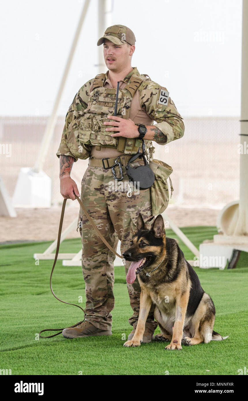 U.S. Air Force Senior Airman Wade Alfson and his Military Working Dog Alf, both assigned to the 379th Expeditionary Security Forces Squadron, prepare to conduct controlled aggression tactics during a MWD demonstration at Al Udeid Air Base, Qatar, March 12, 2018. The dogs train on how to detect explosives and narcotics as well as perform controlled aggression tactics when detaining suspects. Stock Photo