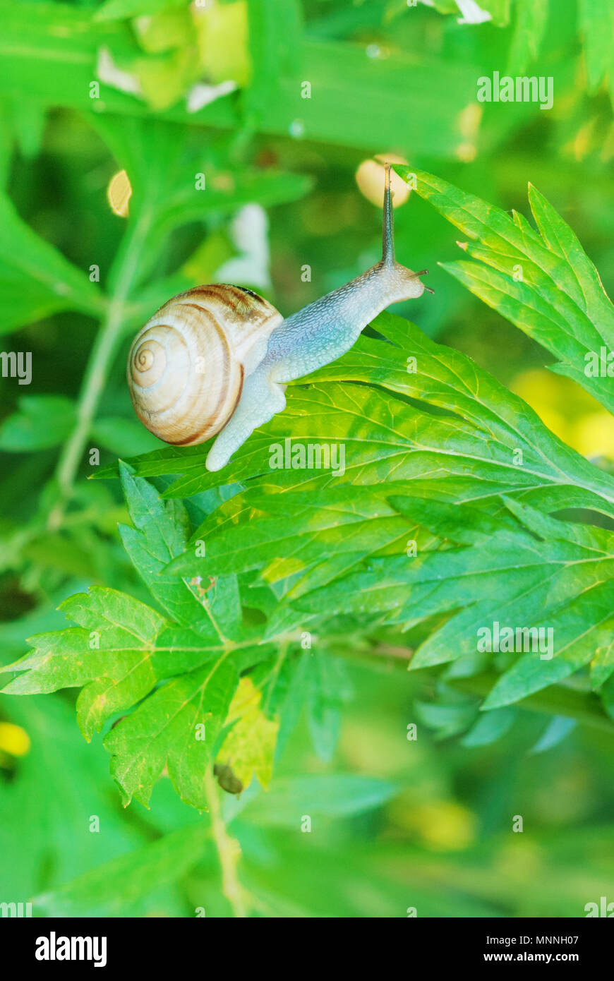 Garden snail with a spiral shell slowly crawls along the green grass ...