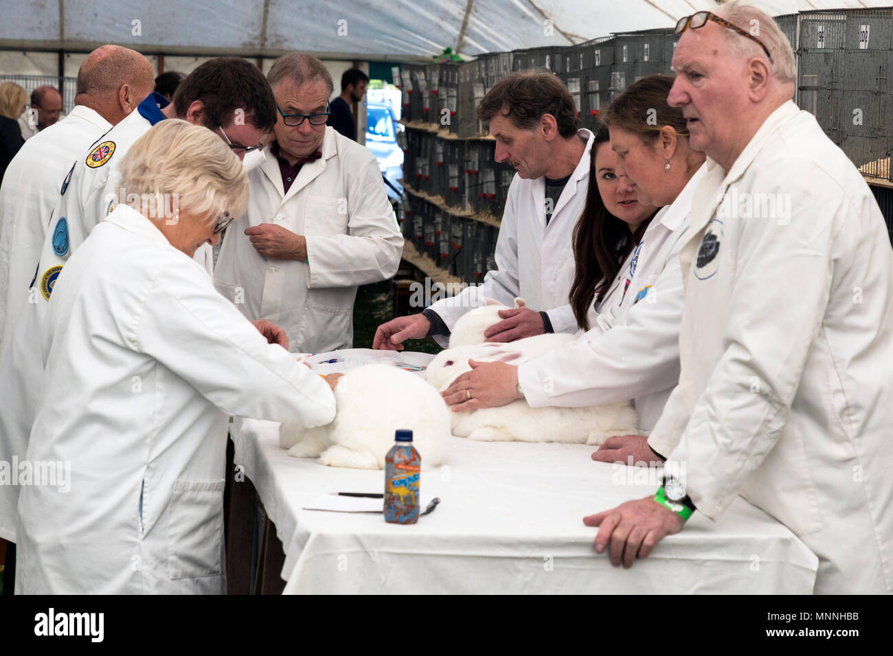 judges at Best of Breed rabbit competition at Stokesley Show, North