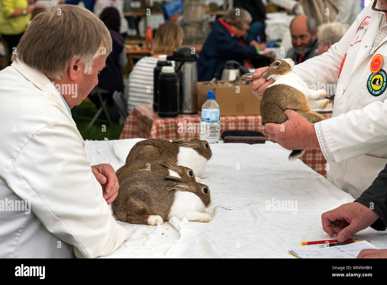judges at Best of Breed rabbit competition at Stokesley Show, North Yorkshire, England, UK Stock Photo