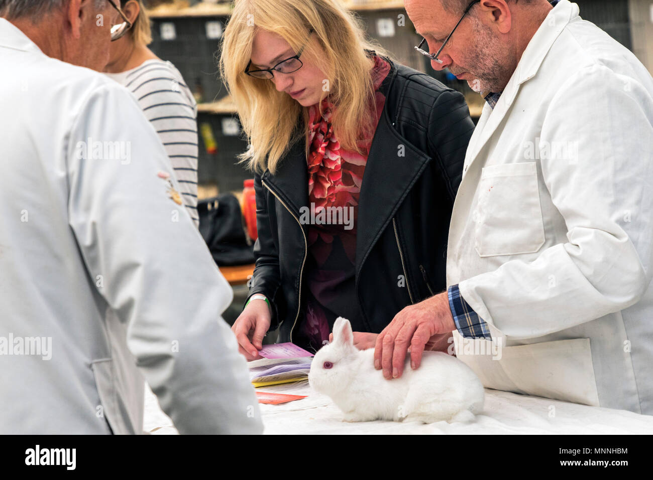judges at Best of Breed rabbit competition at Stokesley Show, North