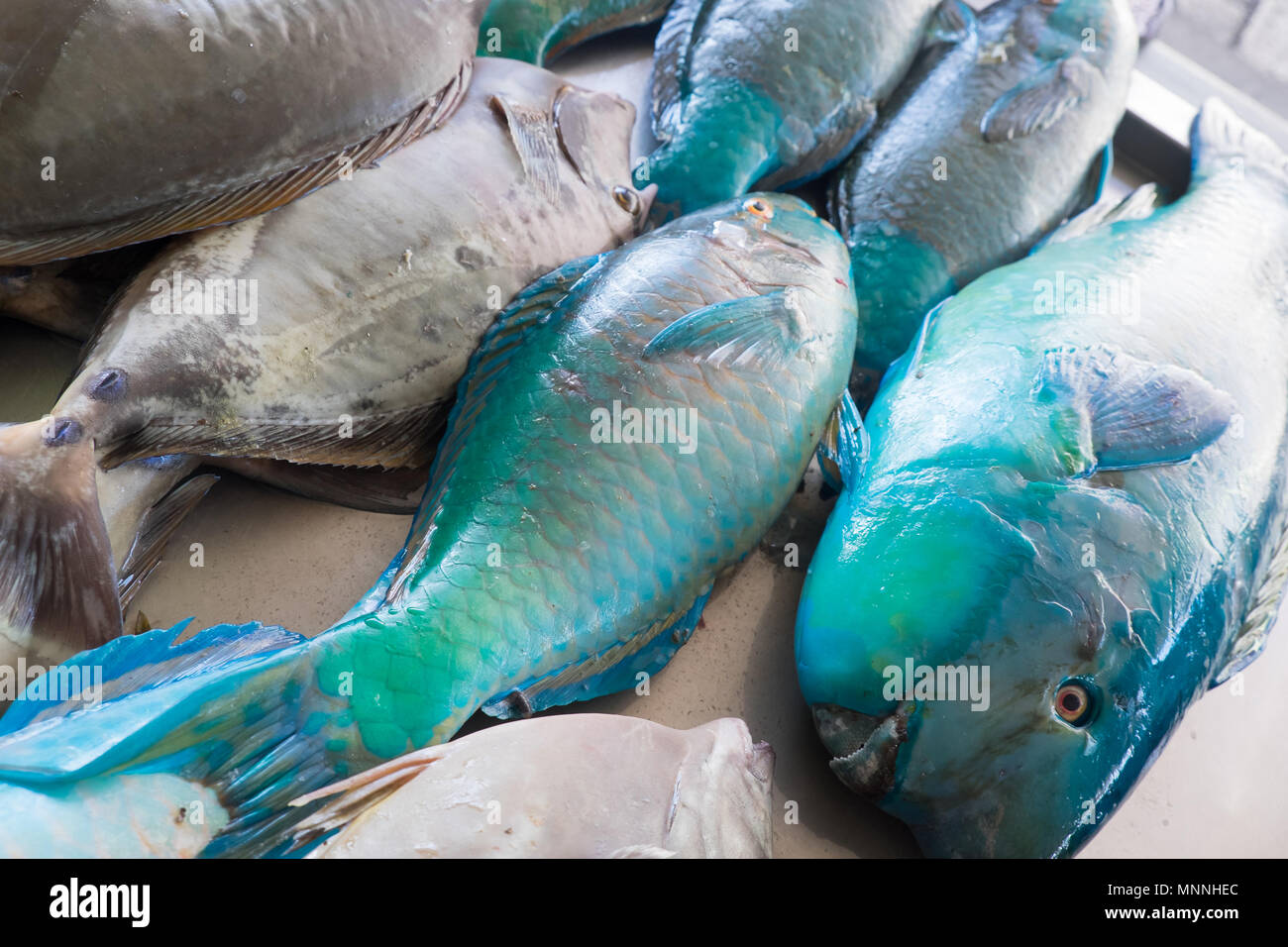 Fresh blue and grey fish for sale at Apia Seafood Market in Western