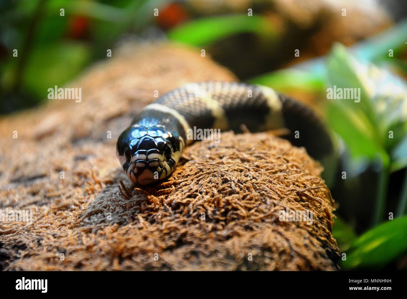 download Slither Snake V2 download Slither Snake V2