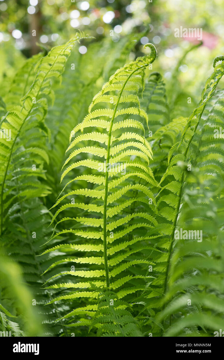Matteuccia Struthiopteris. Shuttlecock fern unfurling in spring Stock Photo