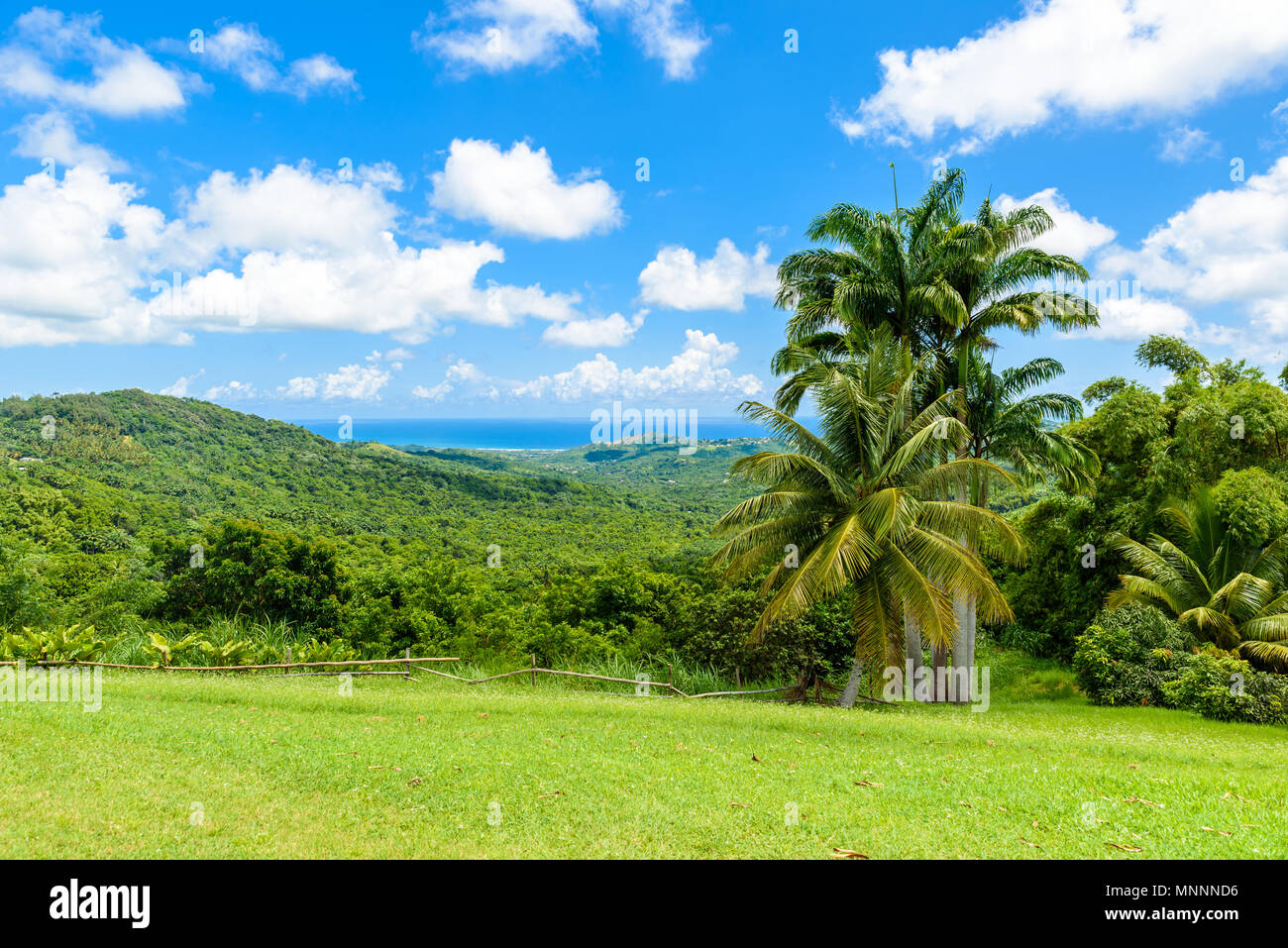 Tropical highland scenery on the Caribbean island of Barbados. It is a paradise destination with a white sand beach and turquoiuse sea. Stock Photo