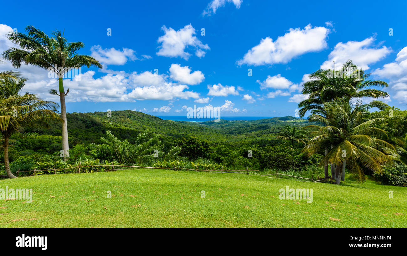 Tropical highland scenery on the Caribbean island of Barbados. It is a paradise destination with a white sand beach and turquoiuse sea. Stock Photo