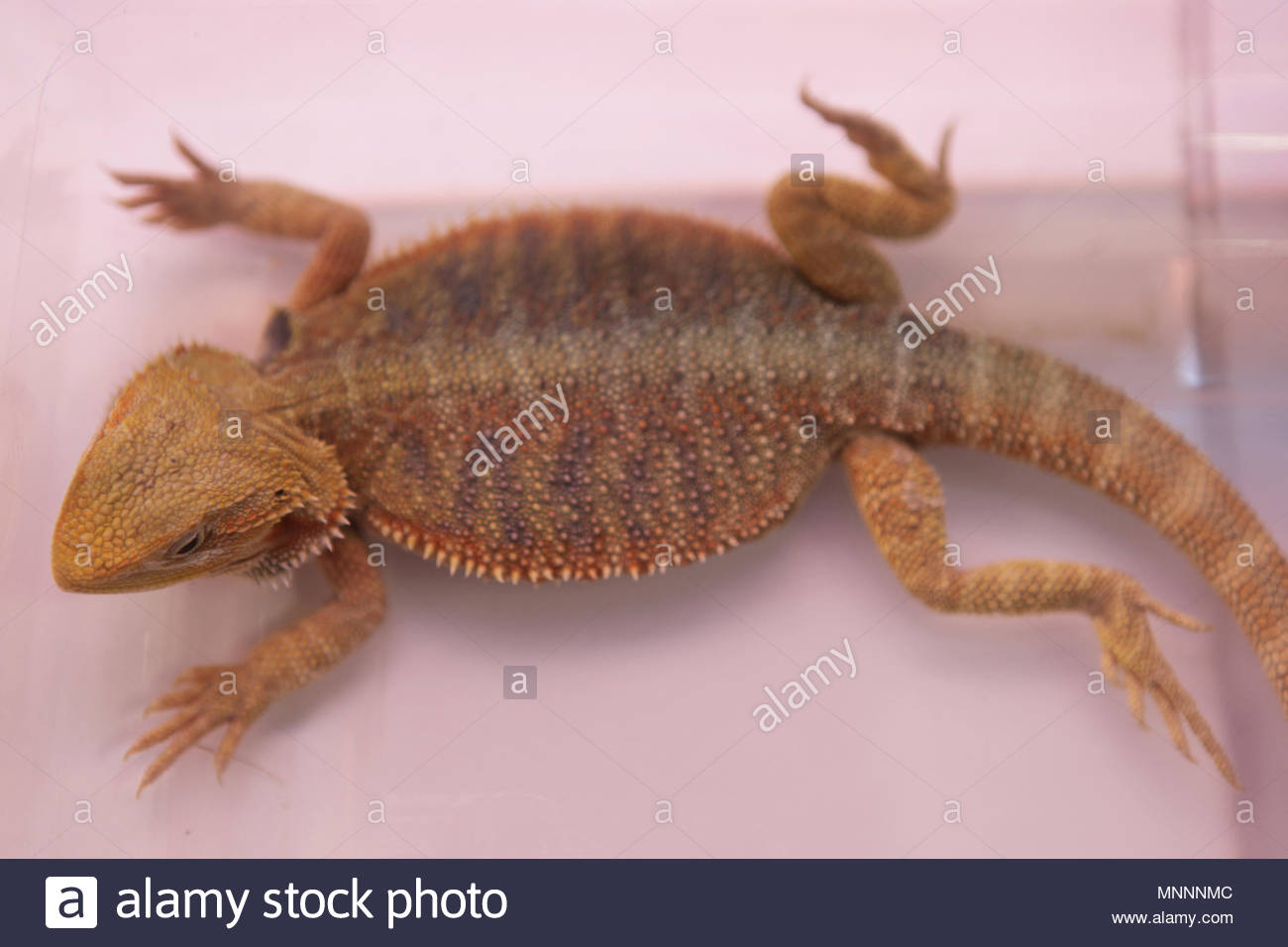 exotic bearded dragon