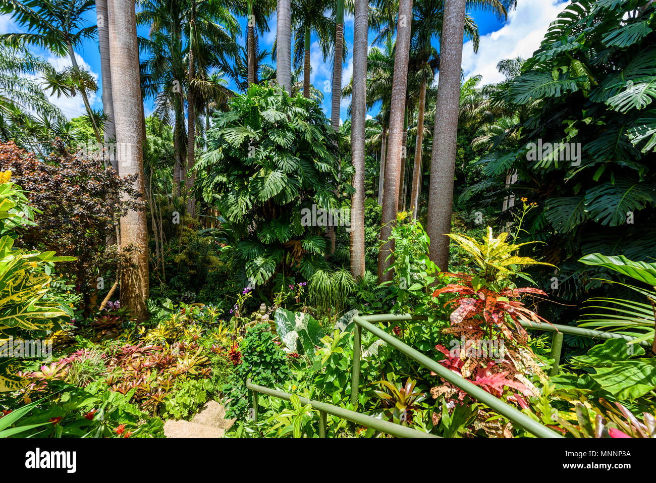Hunte´s Botanical Garden on the Caribbean island of Barbados. It is a