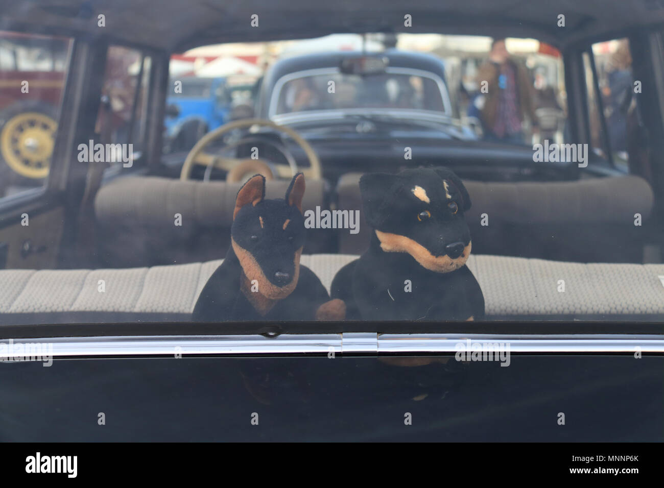 car decorating high resolution stock photography and images alamy https www alamy com vintage stuffed dog decorating the backside of the antique car image185489883 html