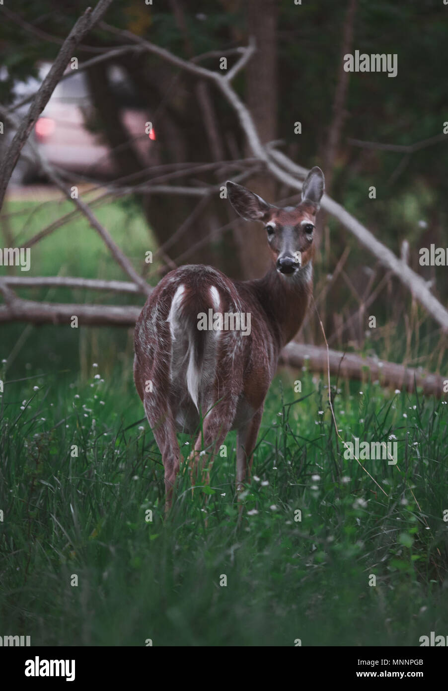 Deer in the Woods Stock Photo Alamy