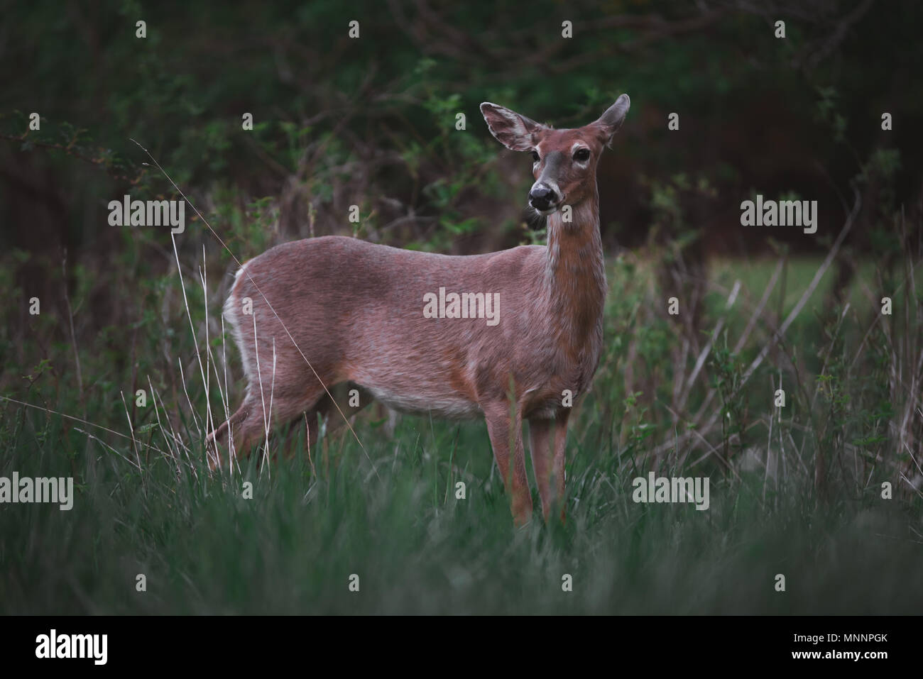 Deer in the Woods Stock Photo Alamy
