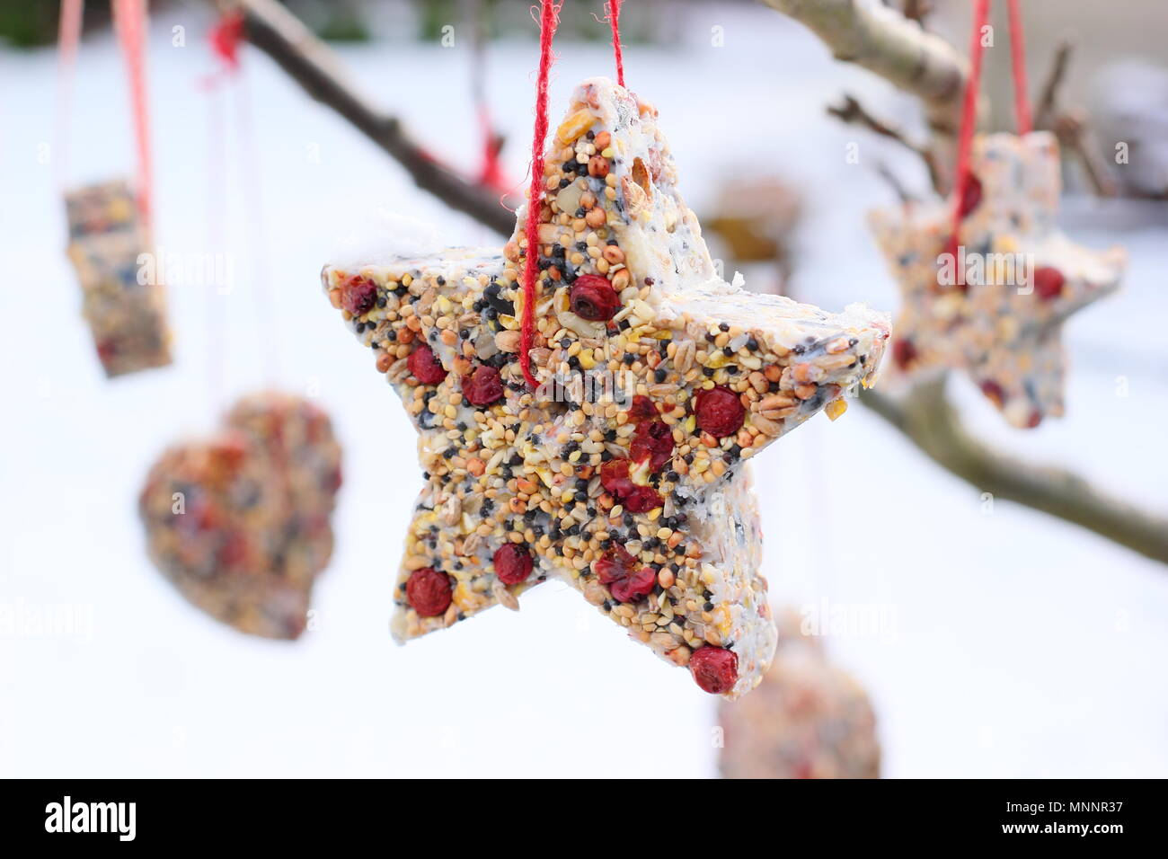 Step by step 6/7 Making winter berry bird feeders with cookie cutters