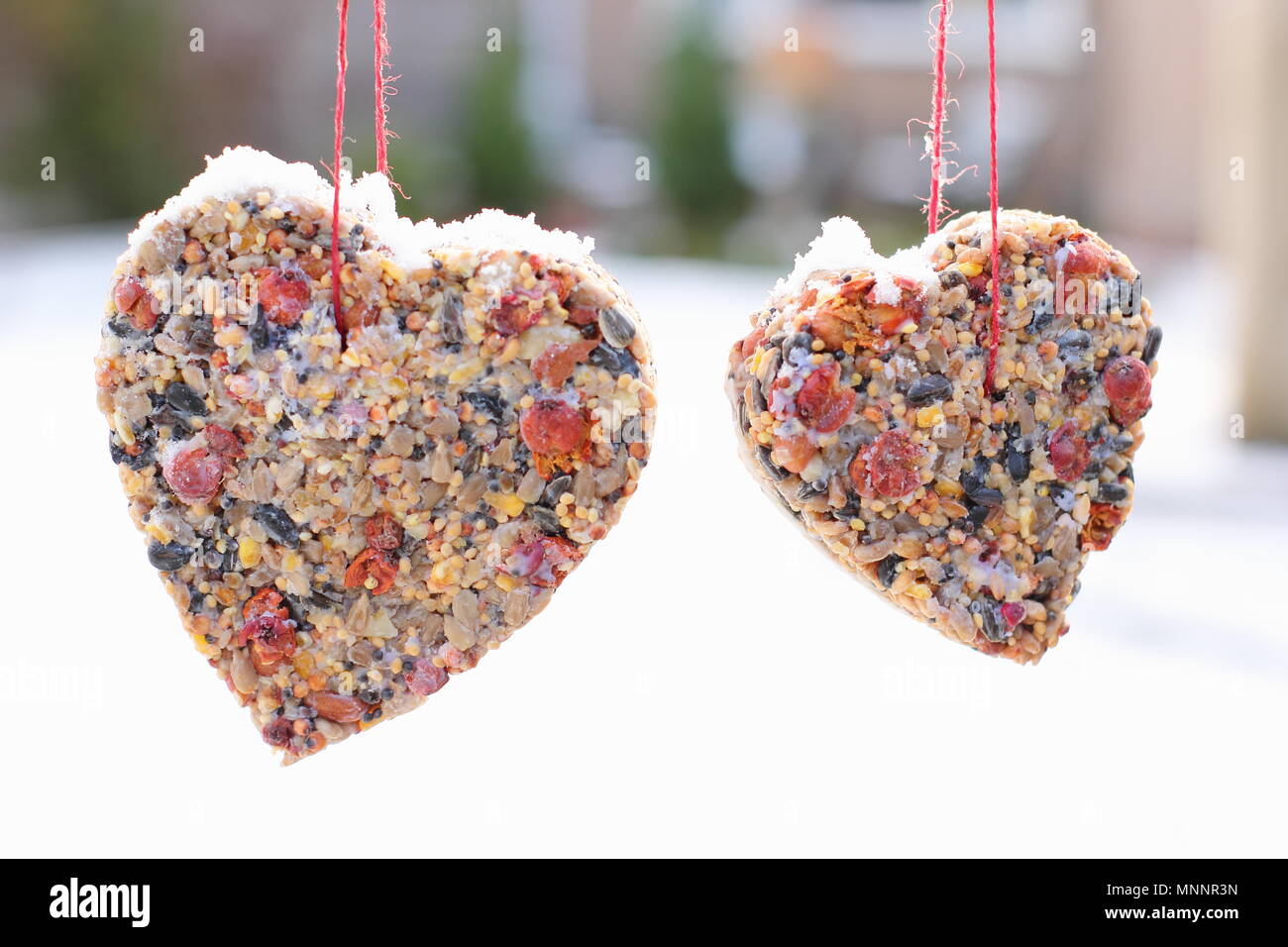 Step By Step 6 7 Making Winter Berry Bird Feeders With Cookie
