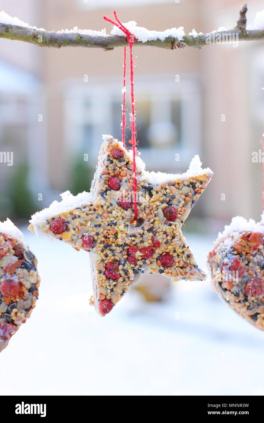 Step By Step 6 7 Making Winter Berry Bird Feeders With Cookie