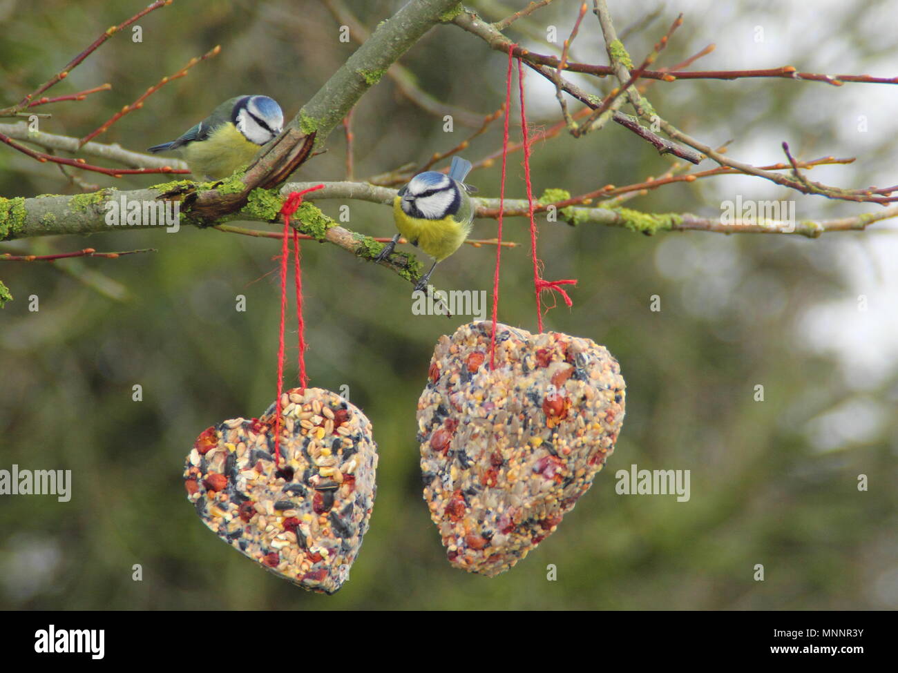 Step By Step 7 7 Making Winter Berry Bird Feeders With Cookie