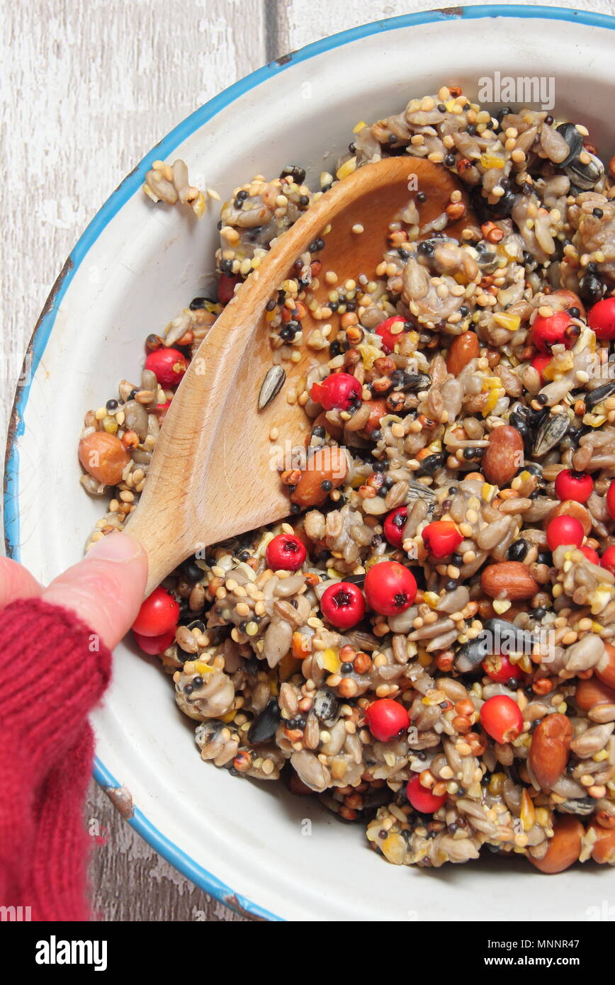 Step by step 2/7: Making winter berry bird feeders with cookie cutters.Mix nuts, seeds and berries with melted fat. Stir well to ensure fat covers all. Stock Photo