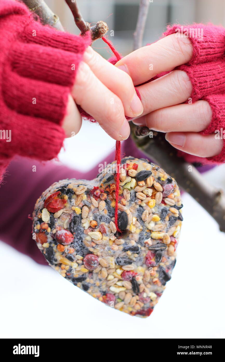Step by step 6/7: Making winter berry bird feeders with cookie cutters. Home made heart and star shaped bird feeders hung from tree branch - winter UK Stock Photo