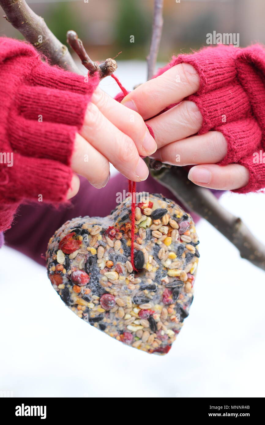 Step by step 6/7: Making winter berry bird feeders with cookie cutters. Home made heart and star shaped bird feeders hang from tree branch - winter UK Stock Photo
