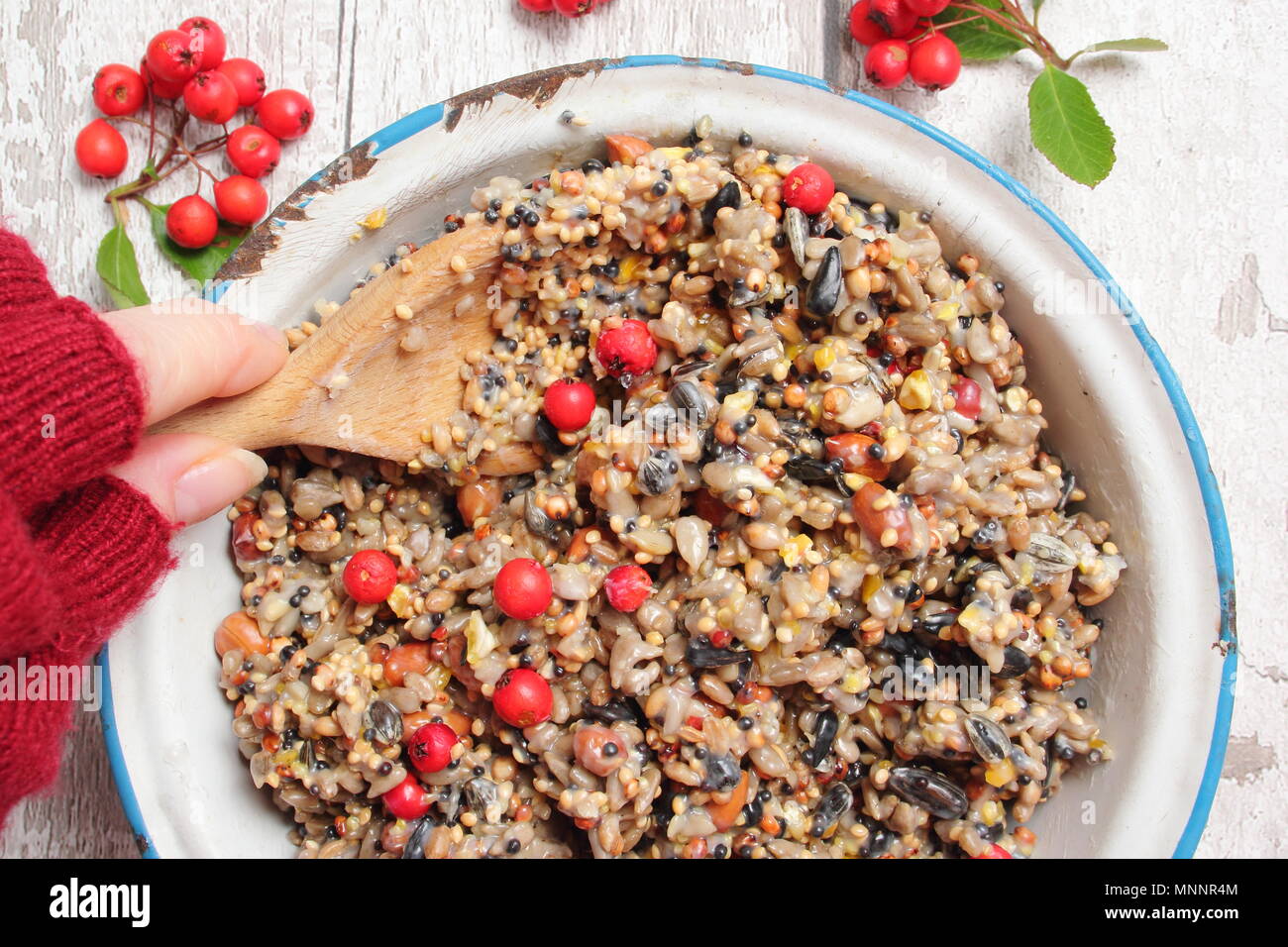 Step by step 2/7: Making winter berry bird feeders with cookie cutters.Mix nuts, seeds and berries with melted fat. Stir well to ensure fat covers all. Stock Photo