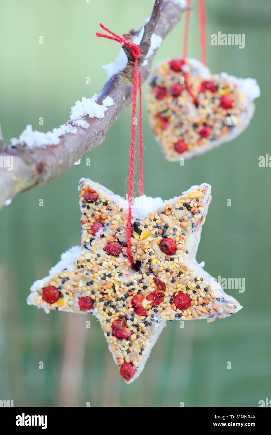 Step by step 6/7: Making winter berry bird feeders with cookie cutters. Homemade heart and star shaped bird feeders hang on tree in garden with snow Stock Photo