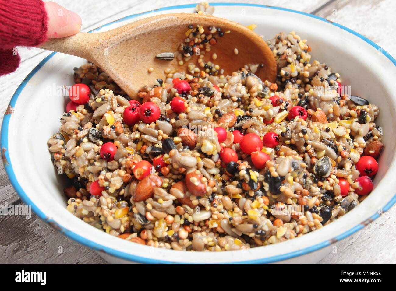 Step by step 2/7: Making winter berry bird feeders with cookie cutters.Mix nuts, seeds and berries with melted fat. Stir well to ensure fat covers all. Stock Photo