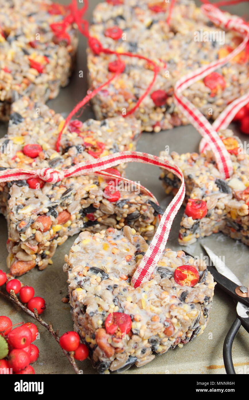 Step by step 5/7: Making winter berry bird feeders with cookie cutters.Carefully remove cutters and twigs. Add ribbon or twine to hang cakes from tree Stock Photo