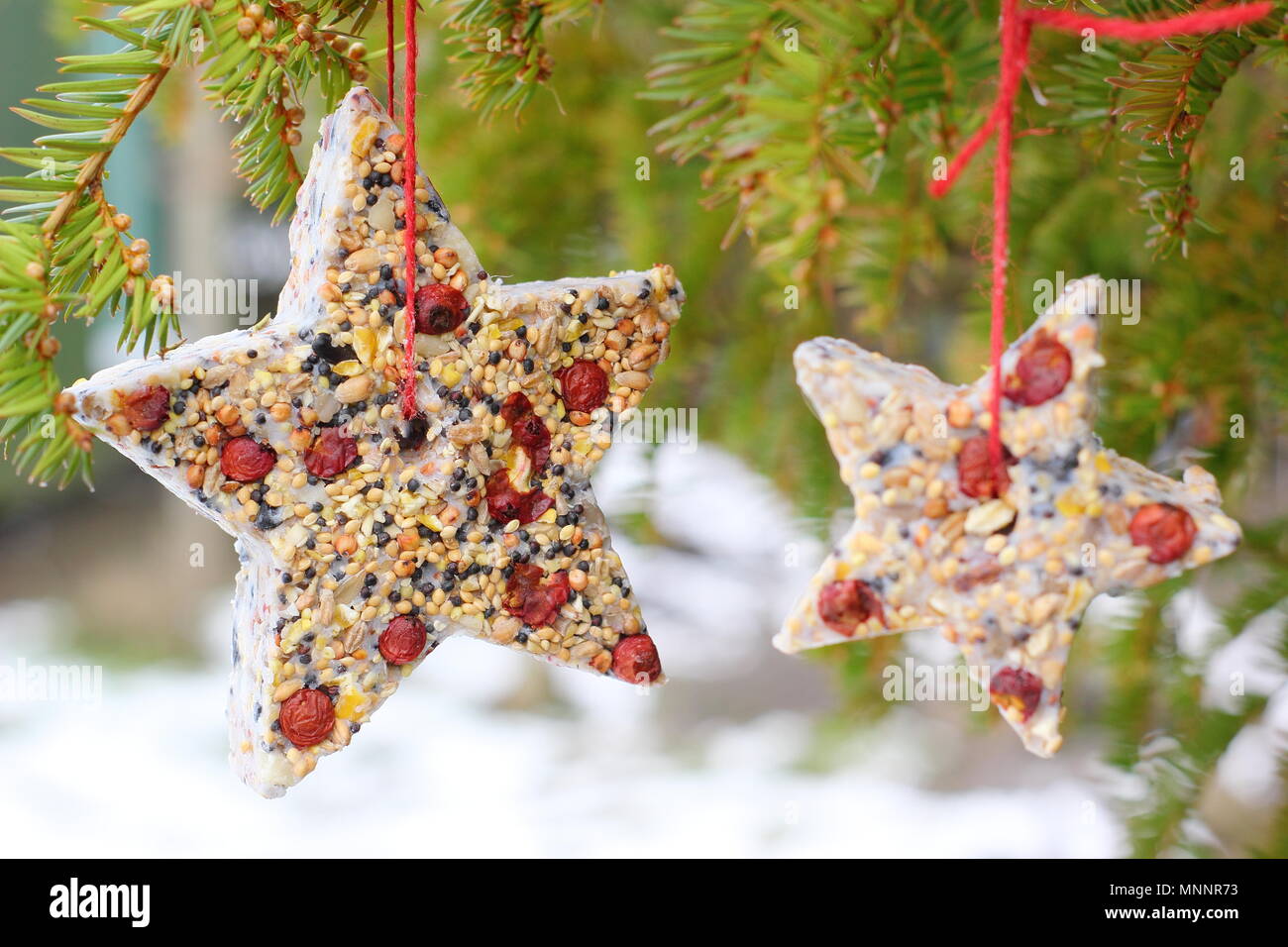 Step by step 6/7: Making winter berry bird feeders with cookie cutters. Home made star shaped bird feeders hang from tree branch in garden with snow Stock Photo