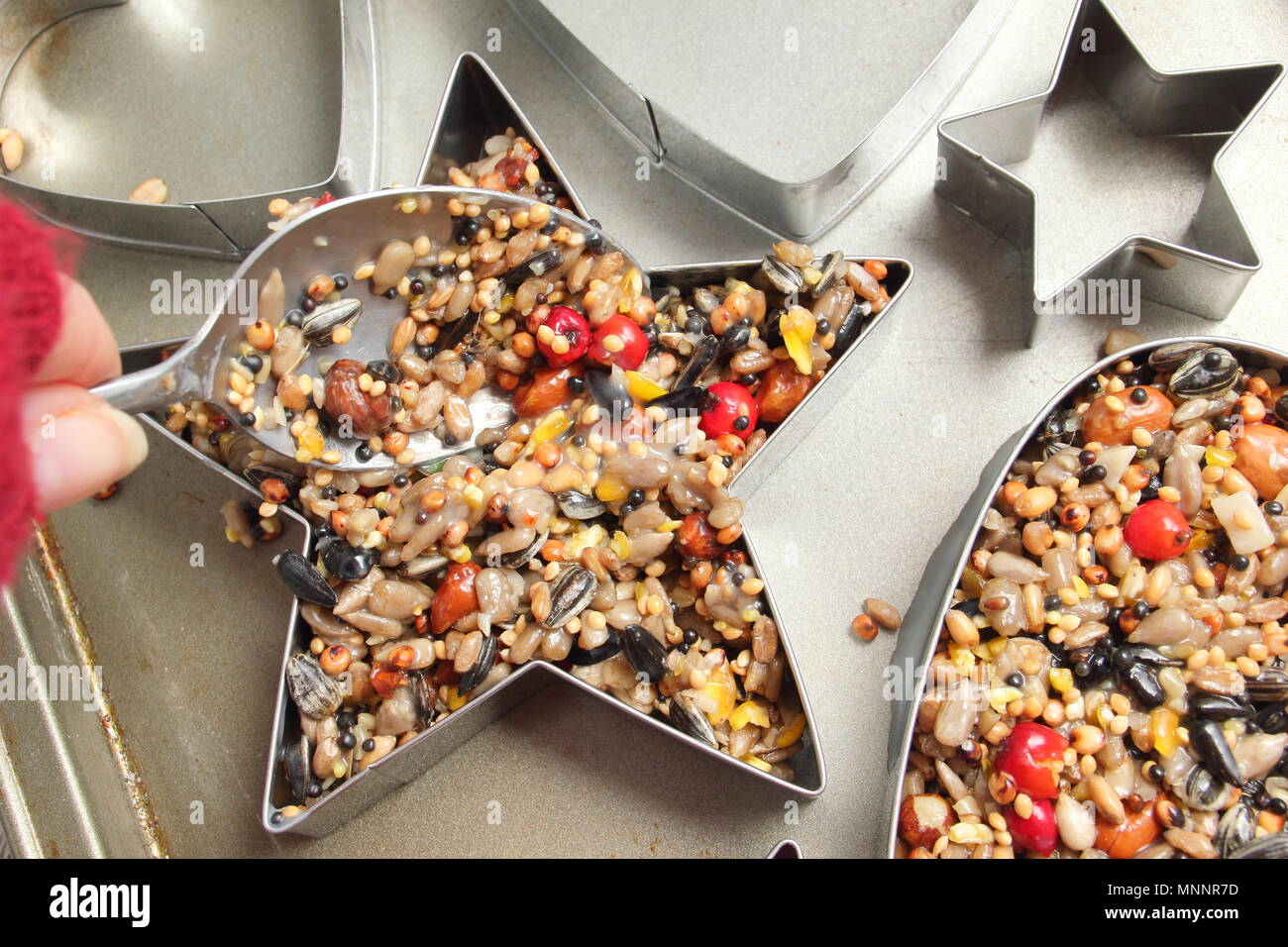 Step By Step 3 7 Making Winter Berry Bird Feeders With Cookie