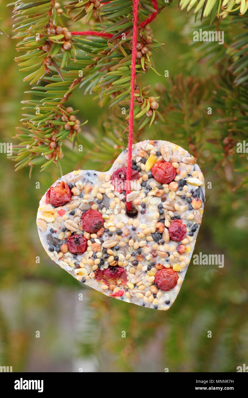 Step by step 6/7: Making winter berry bird feeders with cookie cutters. Home made heart shaped bird feeder hangs from tree branch in garden, winter UK Stock Photo