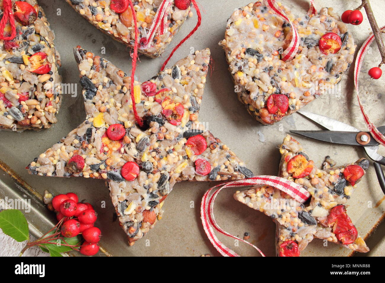 Step by step 5/7: Making winter berry bird feeders with cookie cutters.Carefully remove cutters and twigs. Add ribbon or twine to hang cakes from tree Stock Photo