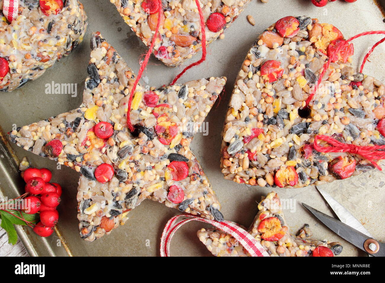 Step by step 5/7: Making winter berry bird feeders with cookie cutters.Carefully remove cutters and twigs. Add ribbon or twine to hang cakes from tree Stock Photo