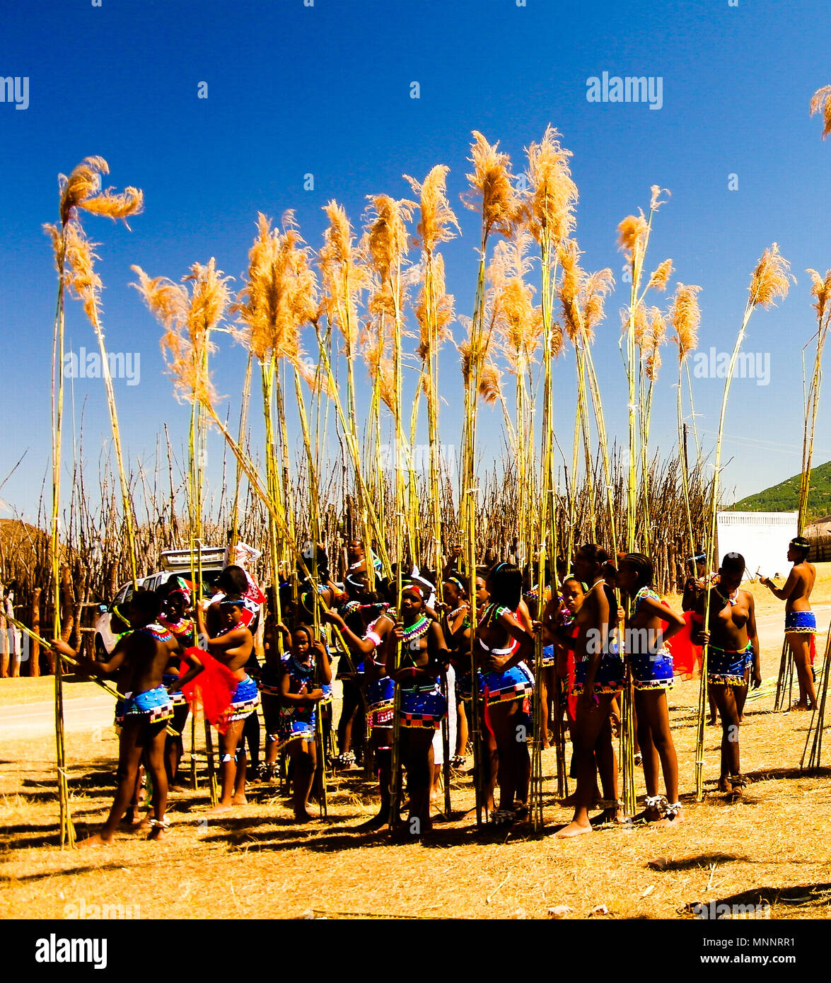 Reed dance festival hi-res stock photography and images - Alamy