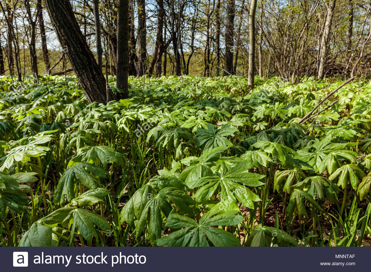 May Apple Peltatum High Resolution Stock Photography and Images - Alamy