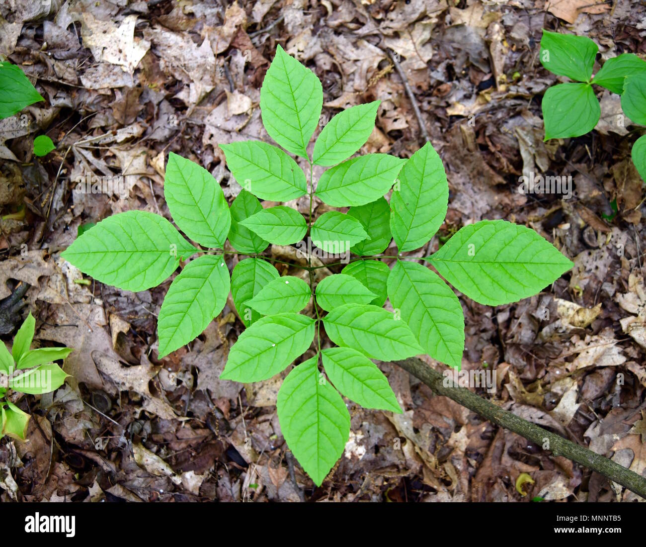 Green leaves of an emerging white ash tree sapling. Stock Photo