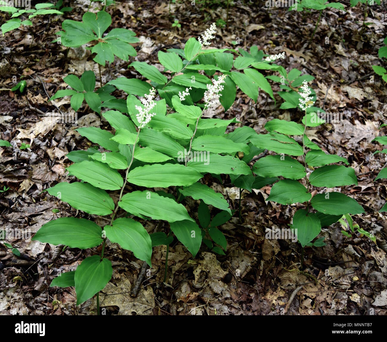 A cluster of false Solomon's seal plants flowering in a spring forest. Stock Photo