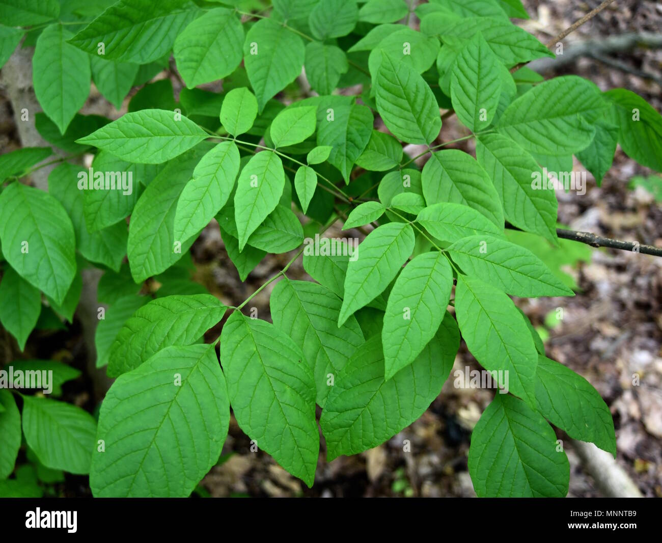 Bright green leaves of a white ash tree in a forest. Stock Photo