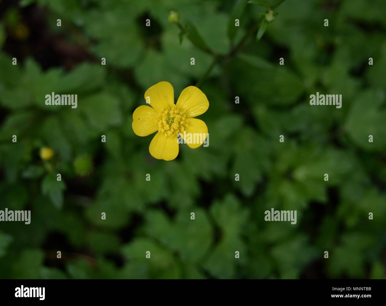 Detail of a bright yellow flower and green leaves of a creeping buttercup plant. Stock Photo