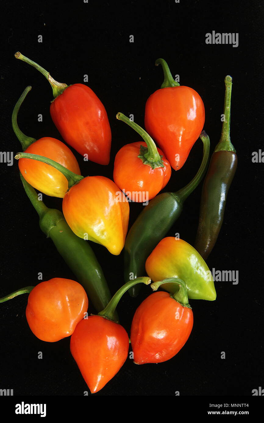 Chillie crop Stock Photo