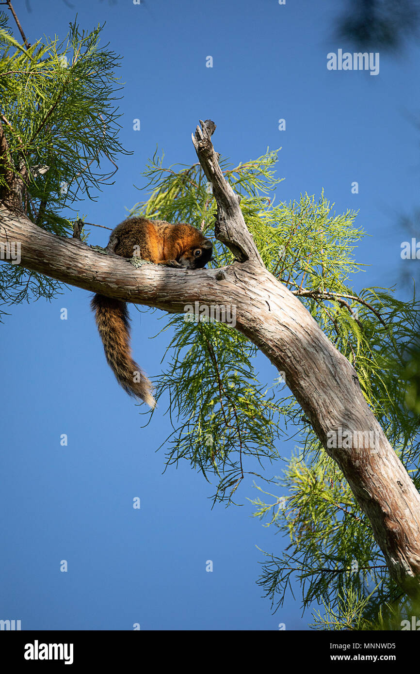 Relaxing big cypress fox squirrel Sciurus niger avicennia rests on a tree branch in summer in Naples, Florida Stock Photo