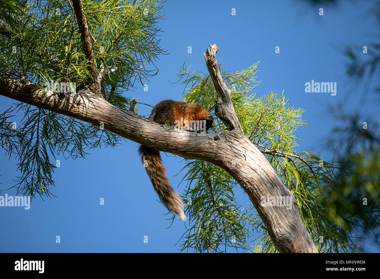 Relaxing big cypress fox squirrel Sciurus niger avicennia rests on a tree branch in summer in Naples, Florida Stock Photo