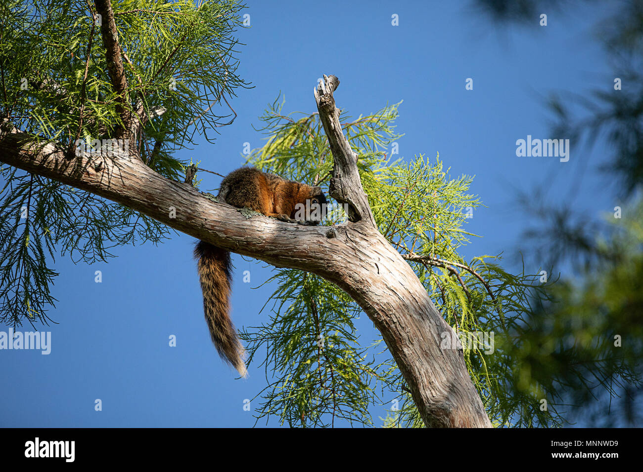 Relaxing big cypress fox squirrel Sciurus niger avicennia rests on a tree branch in summer in Naples, Florida Stock Photo