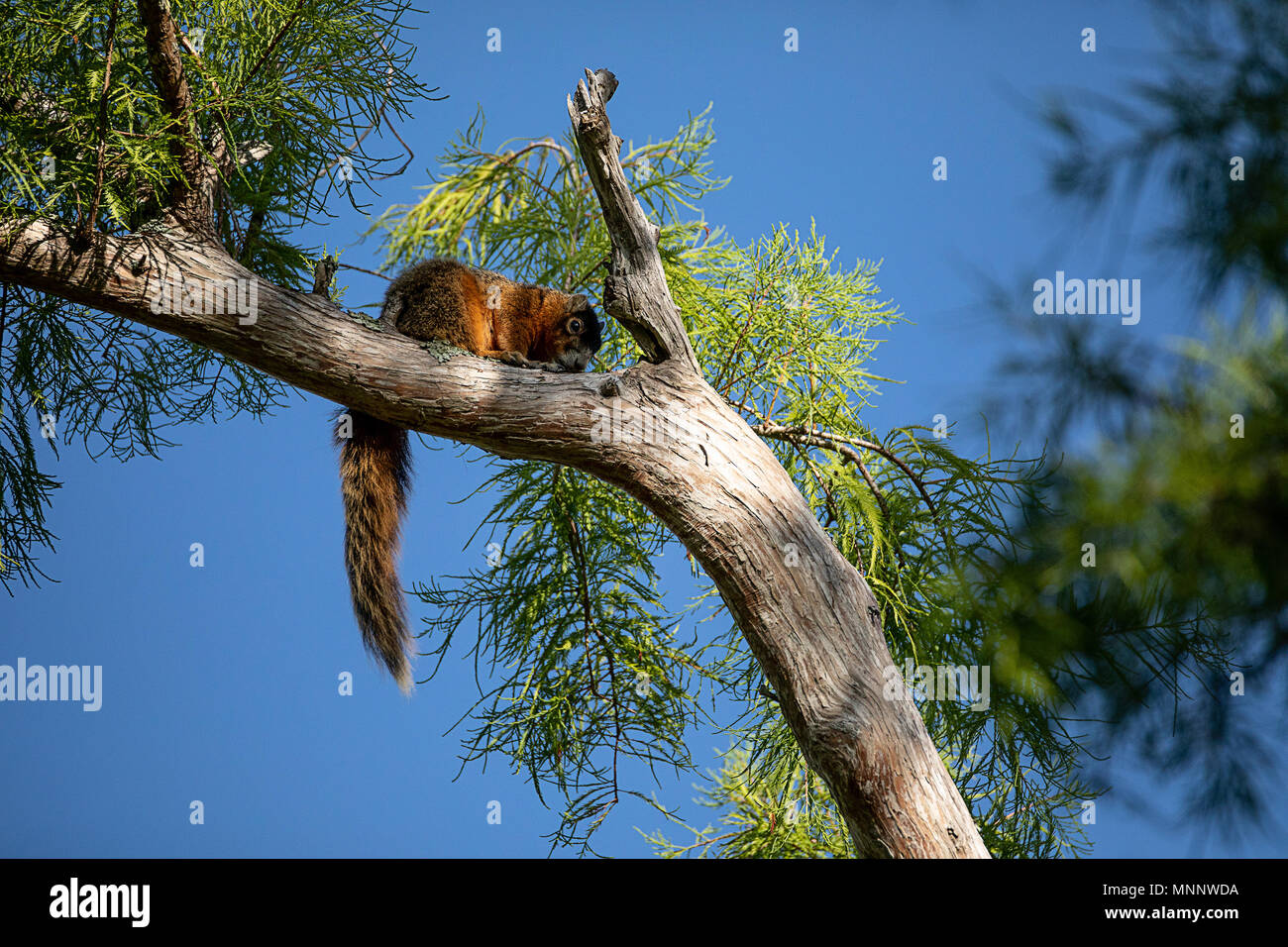 Relaxing big cypress fox squirrel Sciurus niger avicennia rests on a tree branch in summer in Naples, Florida Stock Photo