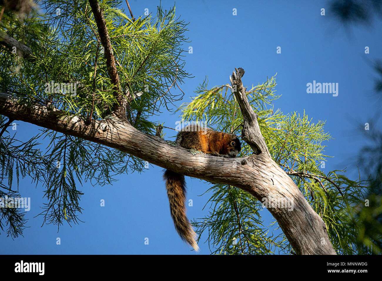 Relaxing big cypress fox squirrel Sciurus niger avicennia rests on a tree branch in summer in Naples, Florida Stock Photo