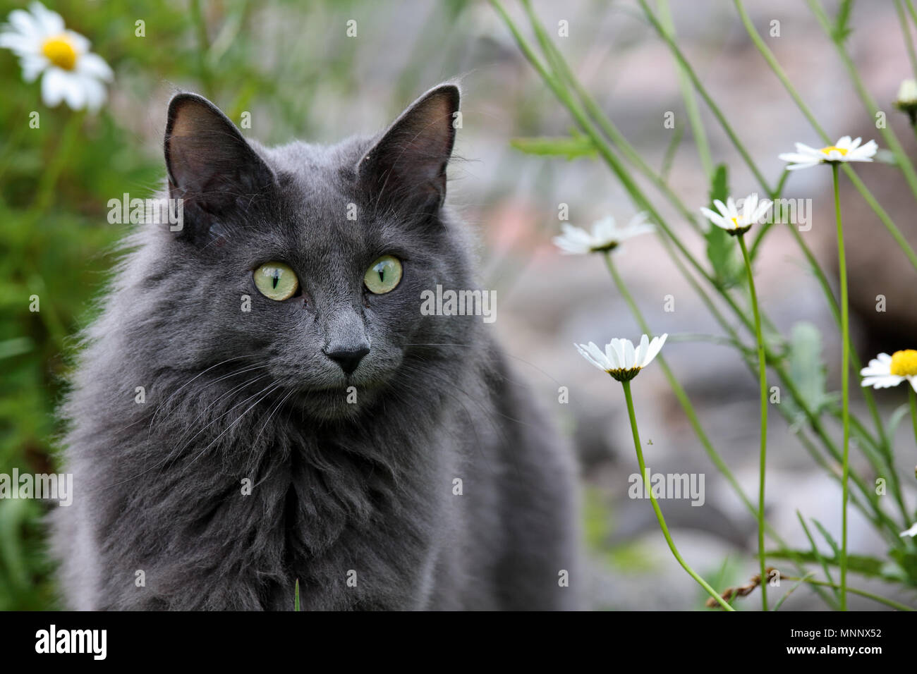 Blue norwegian forest cat female with white daisies Stock Photo