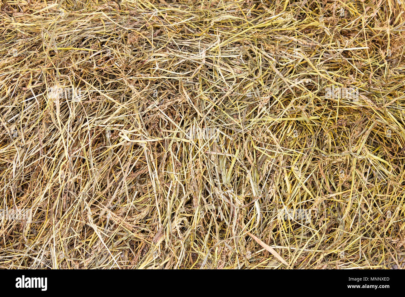 Dried hay in a haystack closeup as background Stock Photo Alamy