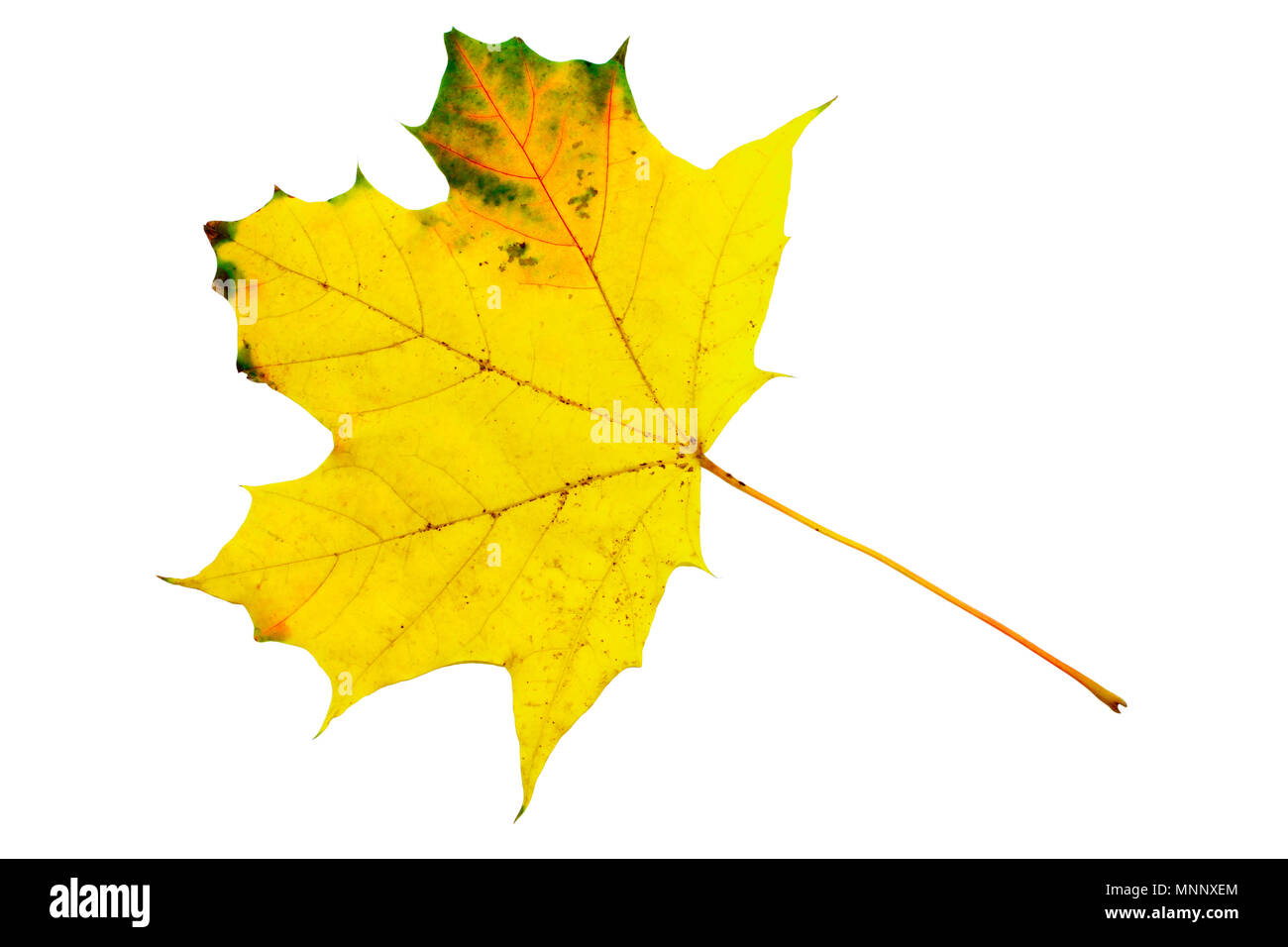 Yellow orange maple leaf hi-res stock photography and images - Alamy