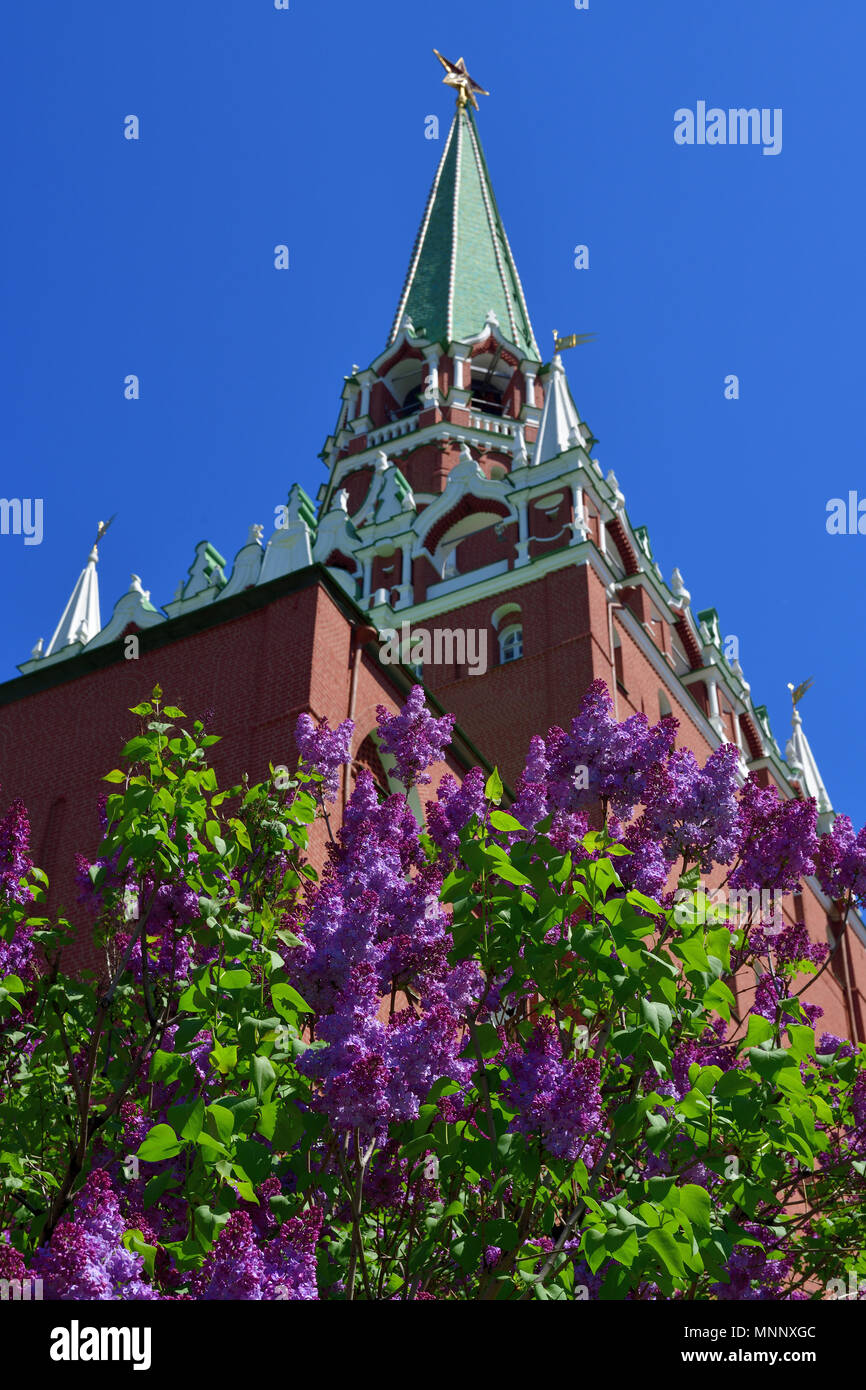 Lilac and Trinity Tower of Kremlin in Moscow, Russia Stock Photo